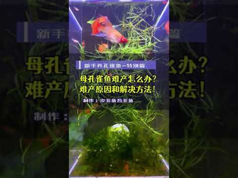 孔雀魚難產卡住